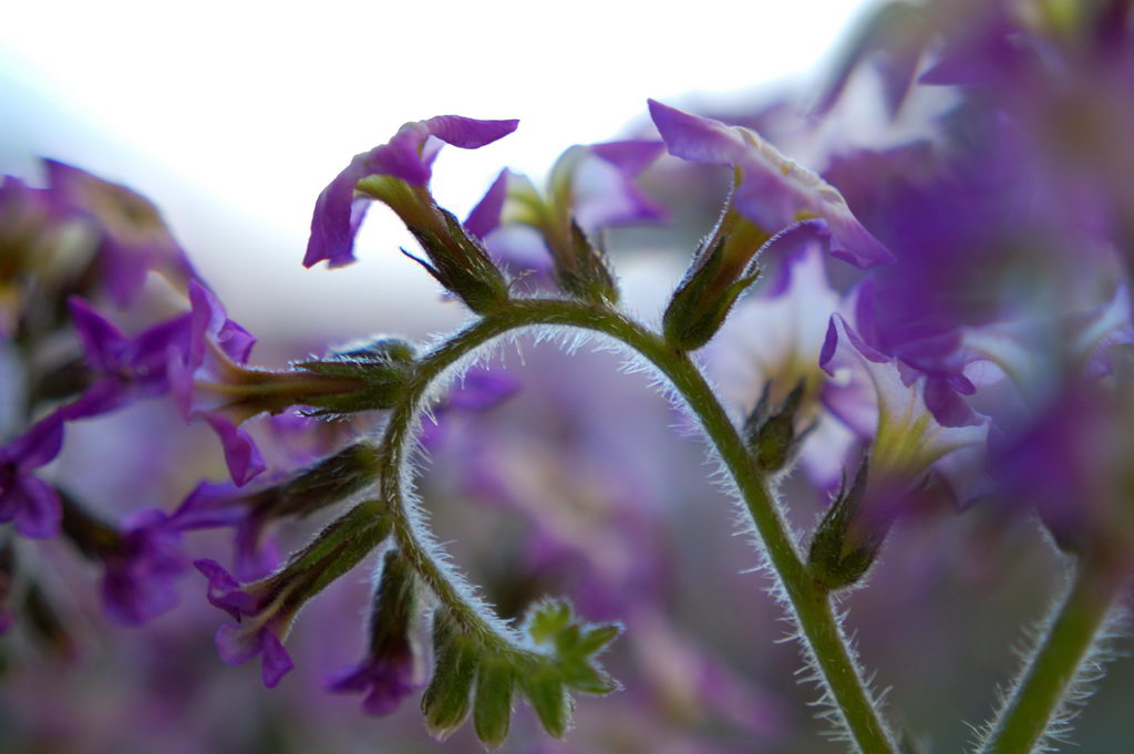Heliotropium Peruvianum